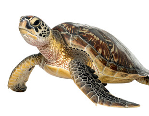 Majestic Marine Turtle Showcasing Natural Beauty – Cutout