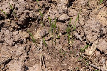 Rice plants emerging from cracked ground, image captures Rice plant