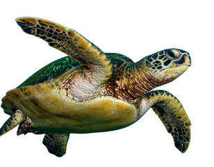 Serene Sea Turtle with Graceful Swimming Pose – PNG Isolated