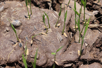 Small rice plants sprouting strongly, image captures Rice plant