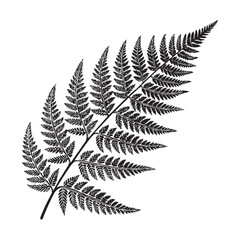 Fern Leaf Silhouette Isolated on White Background &ndash; Botanical Vector Illustration