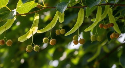 Close-up of sunlit tree branch with green leaves, long seed pods, and round ripening fruits