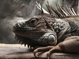 A colorful chameleon resting on a branch in its natural habitat