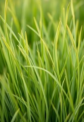 Fototapeta premium green grass background
