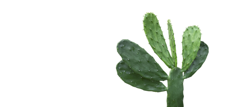 Opuntia cactus isolated on transparent background with copy space