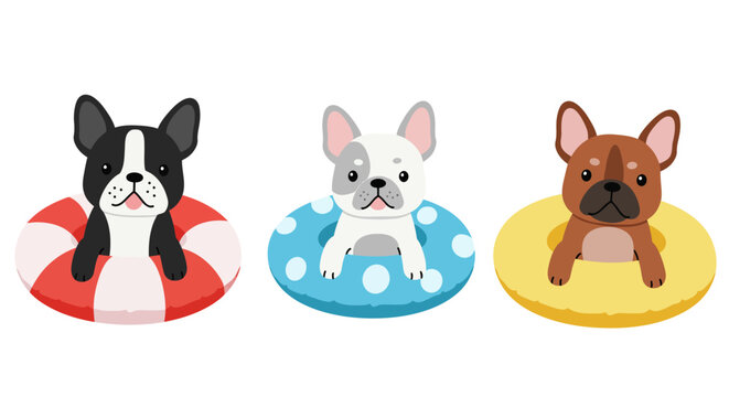 Three adorable french bulldogs enjoying summer fun wearing colorful inflatable swim rings ready for pool parties isolated on white background