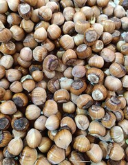 hazelnut placer, natural background of nuts