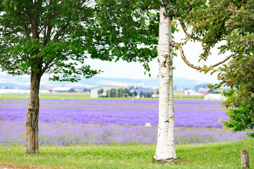 Lavender Field with a Birch Tree, Furano, Hokkaido, Japan	
