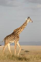 giraffe walking in the savannah