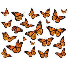 Beautiful monarch butterfly isolated on white background. Set of Big Monarch butterflies, isolated on white background. Tawny Coster (Acraea violae) Acraea terpsicore.