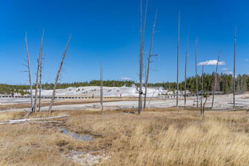 Porcelain Basin subbasin of Norris Geyser Basin, Yellowstone National Park, Wyoming.  Norris is one of the hottest and most acidic of Yellowstone&rsquo;s hydrothermal areas. hot springs and fumaroles.