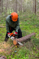 Lumberjack cutting pine tree in forest. Lumberjack logger worker in protective gear cutting firewood timber tree in pine forest with chainsaw