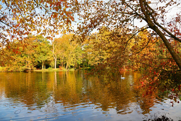 Lake in an autumn park, surrounded by trees covered in yellow leaves. Autumn in Germany