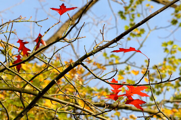 Autumn oak tree covered with red leaves in the Volksgarten park in Düsseldorf, Germany