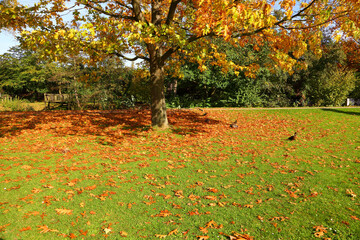 Autumn park with yellow leaves on the ground and grazing ducks. Autumn in Germany
