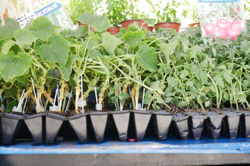 Growing vegetable seedlings in a garden nursery