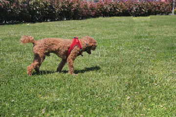 Small brown dog exploring green grass in sunny park