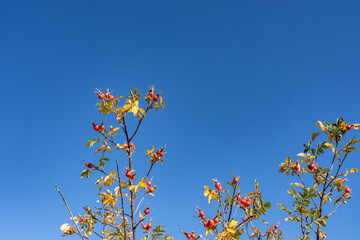 Rosa woodsii is a species of wild rose, Woods' rose,interior rose. Gibbon Falls, Yellowstone...