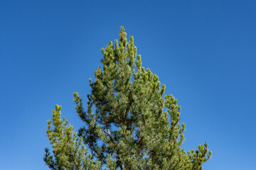 Pinus contorta, lodgepole pine, shore pine, twisted pine.  Gibbon Falls, Yellowstone National Park , Wyoming.  