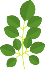Illustration of Green Moringa Leaves