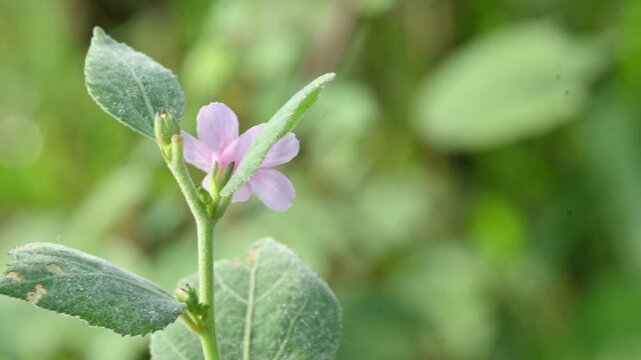 Urena lobata flower. Its common names &nbsp;Caesarweed and &nbsp;Congo jute. &nbsp;is a tender perennial, variable, erect, ascendant&nbsp;shrub. Pink flower flower in nature background. 
