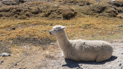 The white llama is lying on the ground, resting. Profile view. Scant yellowed grass on the soil. Peru. The highlands of the Andes.