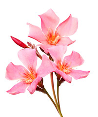 Olleander flowers  on white isolated background with clipping path.  Closeup. For design.  Nature.
