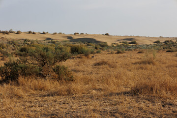 Obraz premium wild deers in the Sam sand desert Jaisalmer, India