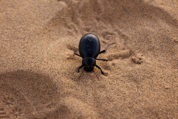 beetle on the sand  in the Sam sand desert Jaisalmer, India