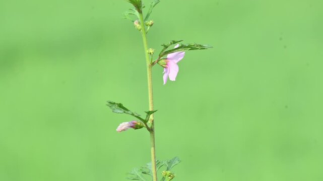 Urena lobata flower. Its common names &nbsp;Caesarweed and &nbsp;Congo jute. &nbsp;is a tender perennial, variable, erect, ascendant&nbsp;shrub. Pink flower flower in nature background. 
