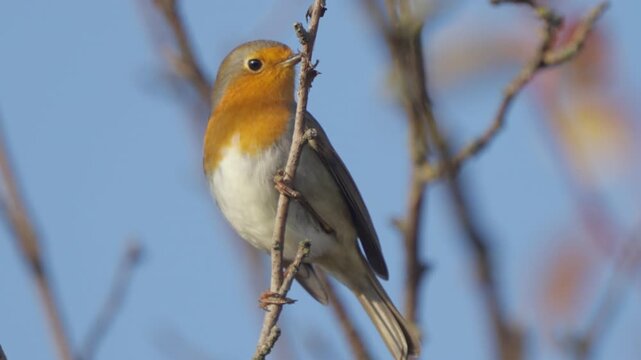 European robin bird (Erithacus rubecula) perching on twig on a sunny day, with blurred background. Cloose up.  Wildlife. Slow motion.