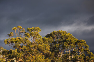 eucalyptus gum trees in sunlight with stormy dark clouds behind