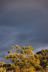 eucalyptus gum trees in sunlight with stormy dark clouds behind