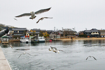 京都　天橋立　天橋立観光船についてくる海鳥　（日本京都府宮津市）コピースペースあり
Amanohashidate (Amano Hashidate), Kyoto - Seabirds following the Amanohashidate sightseeing boat (Miyazu City, Kyoto Prefecture, Japan) copy space available
