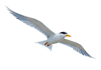 Elegant tern flying PNG isolated on transparent background, seabird with gray and white plumage, wildlife animal for design projects