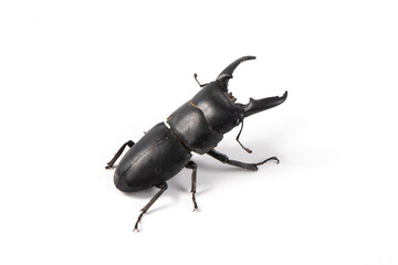 black stag beetle Hexarthrius isolated on white background.