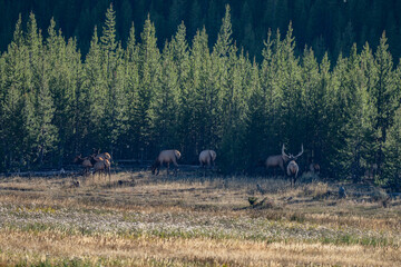 The elk or wapiti, is the second largest species within the deer family, Cervidae. near Seven Mile Bridge, Madison River. West Entrance Road, Yellowstone National Park , Wyoming. 