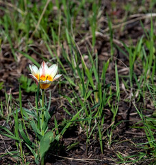 Obraz premium a blooming tulip in a garden in a city park