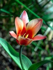 a blooming tulip in a garden in a city park