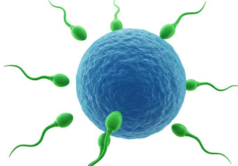 Fertilization with green sperm cells around a blue egg isolated on transparent background, human reproduction concept for medical and scientific use