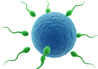 Fertilization with green sperm cells around a blue egg isolated on transparent background, human reproduction concept for medical and scientific use