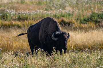 The American bison ( Bison bison ), American buffalo, or simply buffalo. near Seven Mile Bridge, Madison River. West Entrance Road, Yellowstone National Park , Wyoming. 