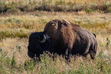 The American bison ( Bison bison ), American buffalo, or simply buffalo. near Seven Mile Bridge, Madison River. West Entrance Road, Yellowstone National Park , Wyoming. 