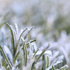 A macro view of lavender covered in a delicate layer of hoarfrost, showing the beautiful texture and cold of a winter morning.