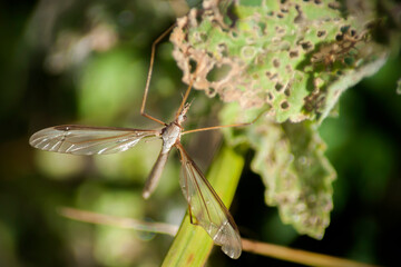 Tipula furca is a species of large crane fly in the family Tipulidae
