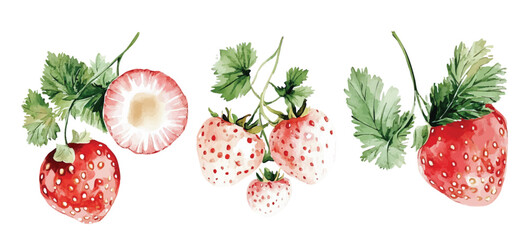 watercolor strawberry berry branch with green leaves illustration hand drawn berries clipart