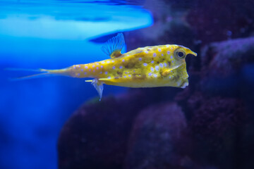 Fish under water, yellow trunk cow fish: lactoria cornuta