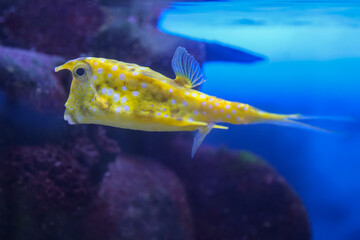 Fish under water, yellow trunk cow fish: lactoria cornuta