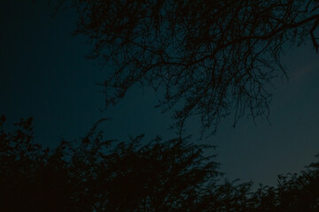 Fototapeta premium Silhouette of Trees Against the Night Sky