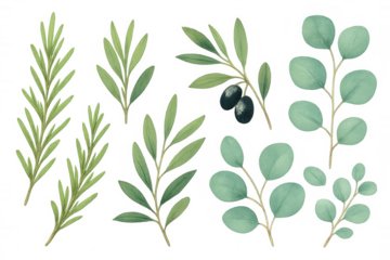 Watercolor botanical set featuring olive branches, rosemary, and eucalyptus leaves, transparent background